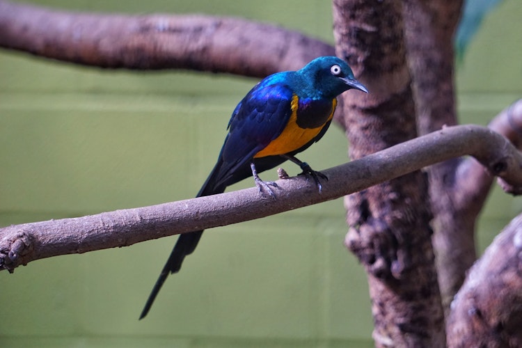 Photo of Golden-Breasted Starling