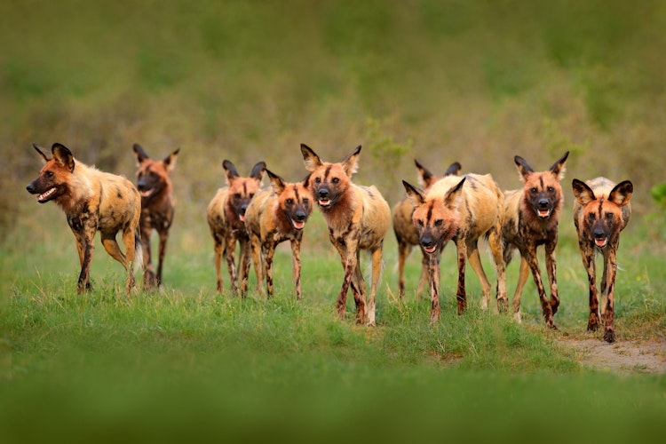 Photo of African Painted Dog