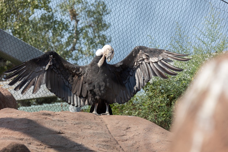 Photo of Andean Condor