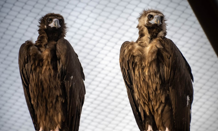 Photo of Cinereous Vulture