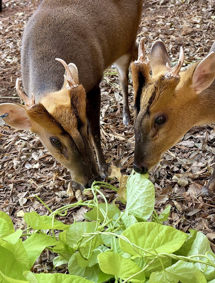 Photo of Reeve's Muntjac