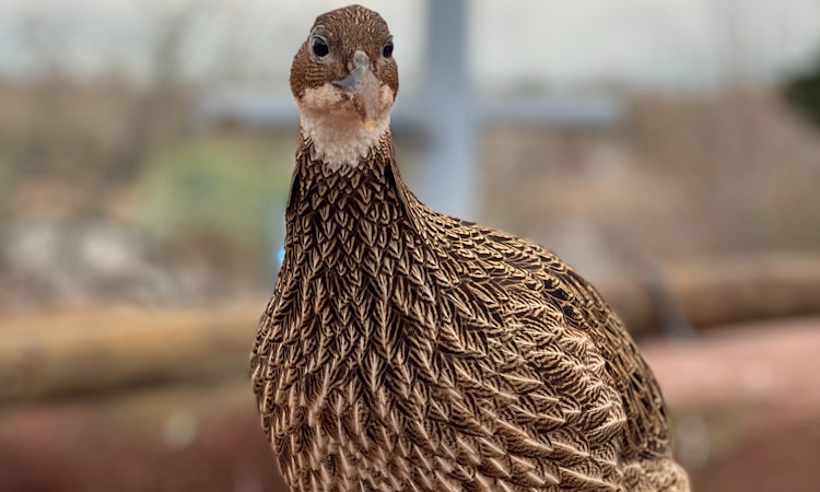 Photo of Himalayan Monal Pheasant