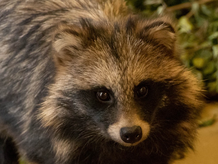 Photo of Tanuki