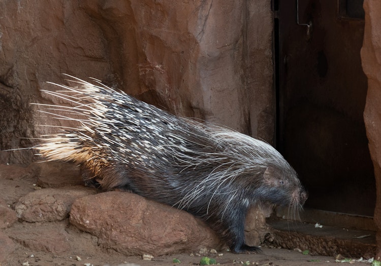 Photo of African Crested Porcupine