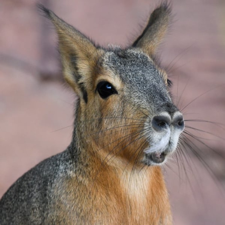 Photo of Patagonian Mara