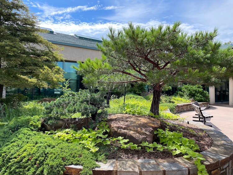 Photo of Bank of Oklahoma's Dwarf Conifer Garden
