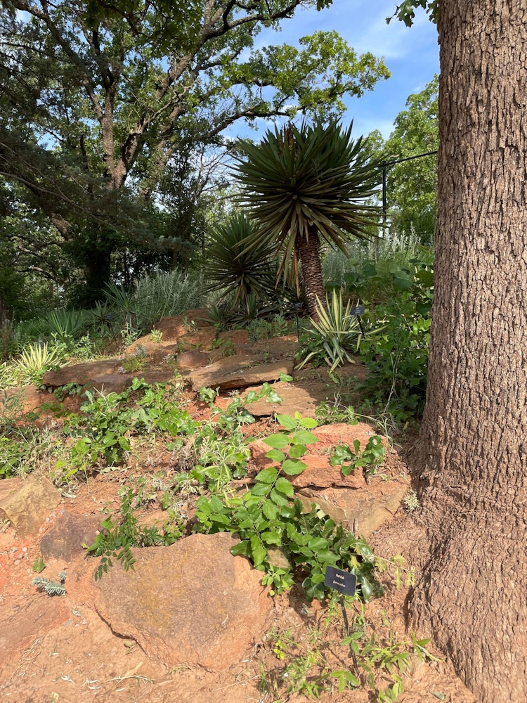 Photo of Drought Tolerant Demonstration Garden