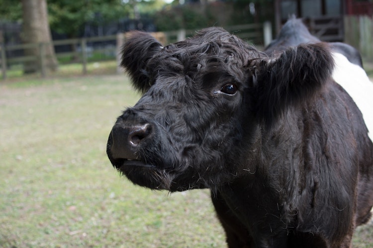 Photo of Belted Galloway Cow