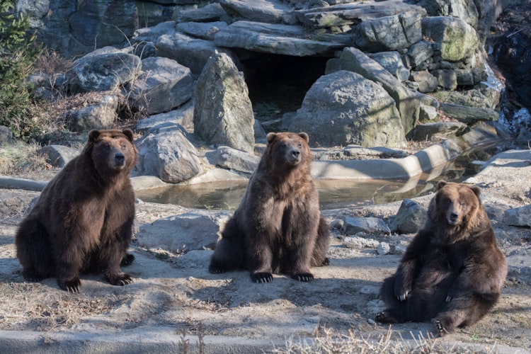 Photo of Brown Bears