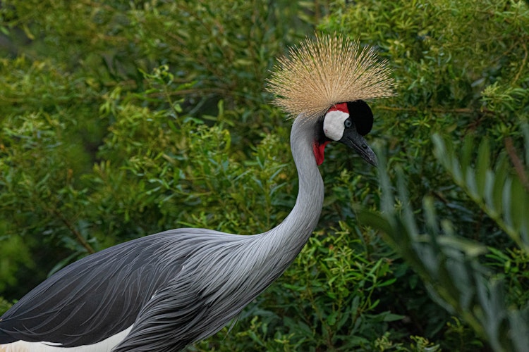 Photo of Grey Crowned Crane