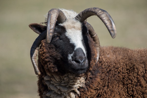 Photo of Jacobs Four-horned Sheep