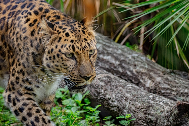 Photo of Amur Leopard