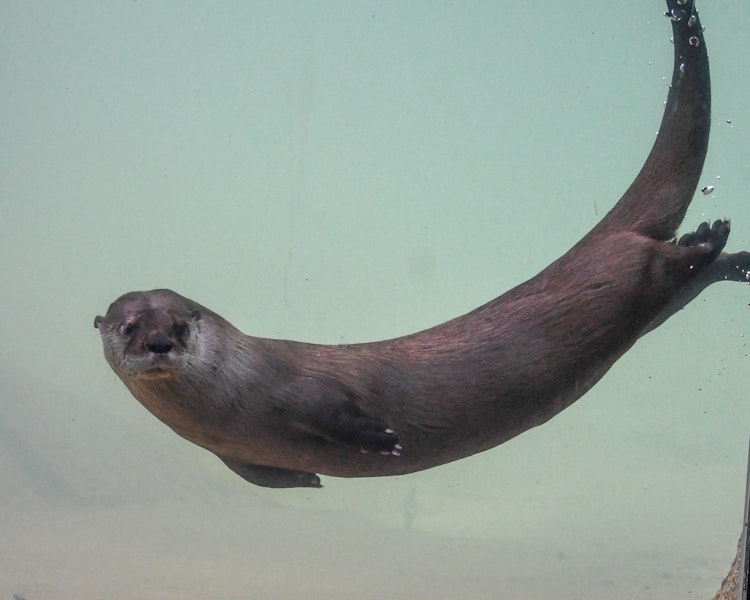 Photo of North American River Otter