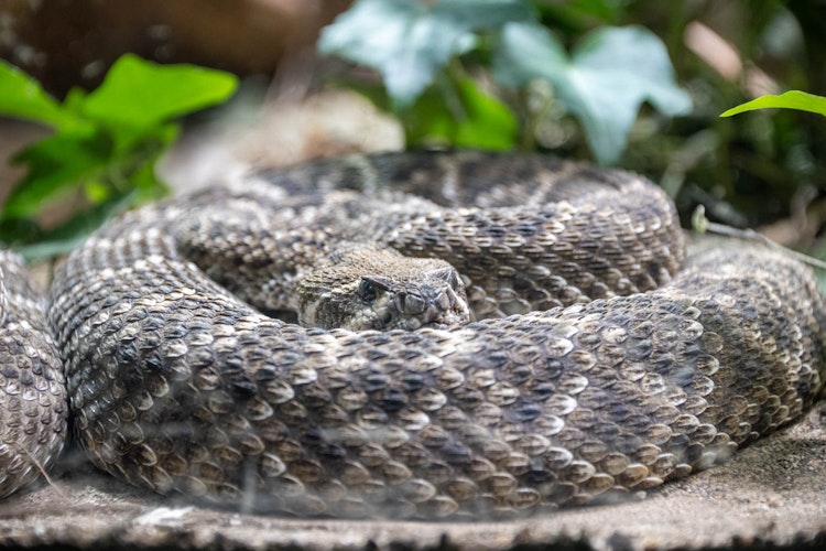 Photo of Western Diamondback Rattlesnake