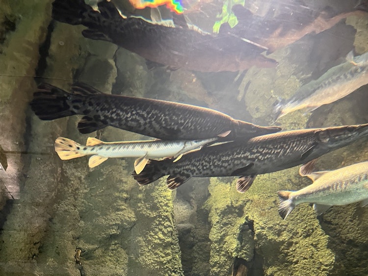 Photo of Alligator Gar