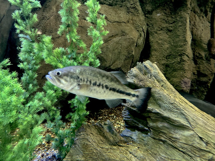 Photo of Largemouth Bass