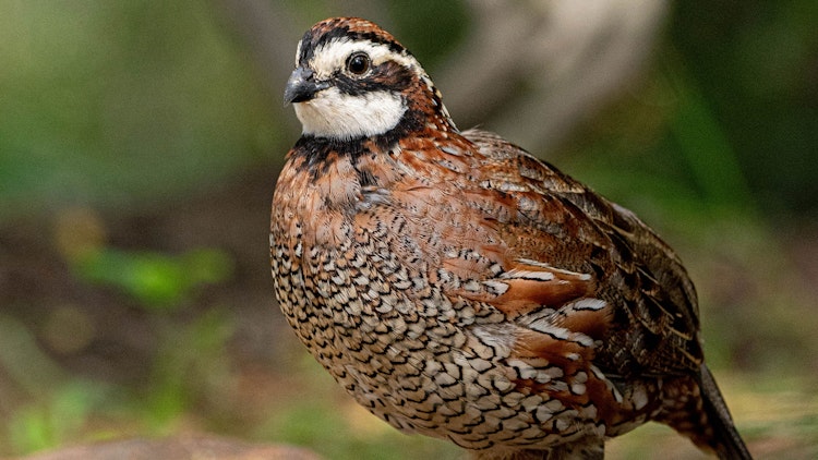 Photo of Bobwhite Quail