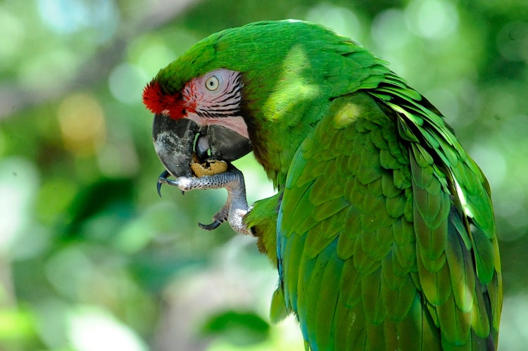 Photo of Military Macaw