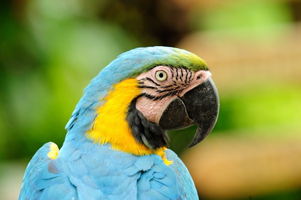 Photo of Blue & Yellow Macaw