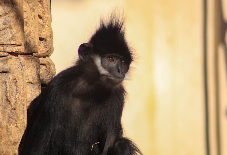 Photo of Francois Langur
