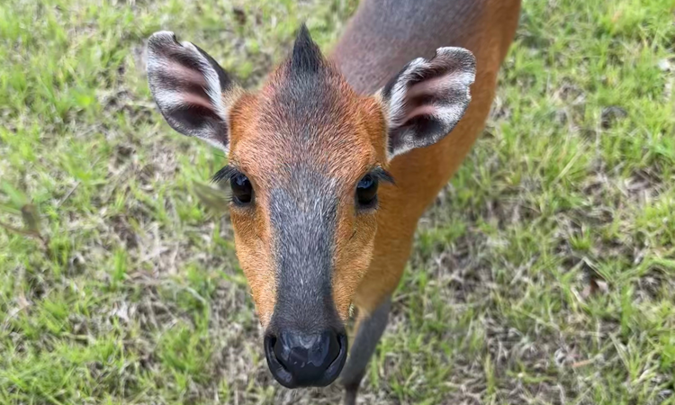 Photo of Red-Flanked Duiker