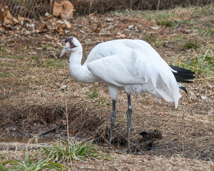 Photo of Whooping Crane