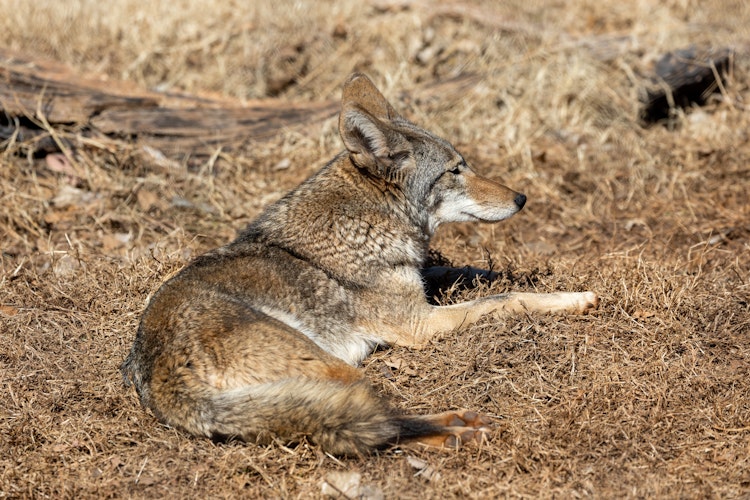 Photo of Coyote