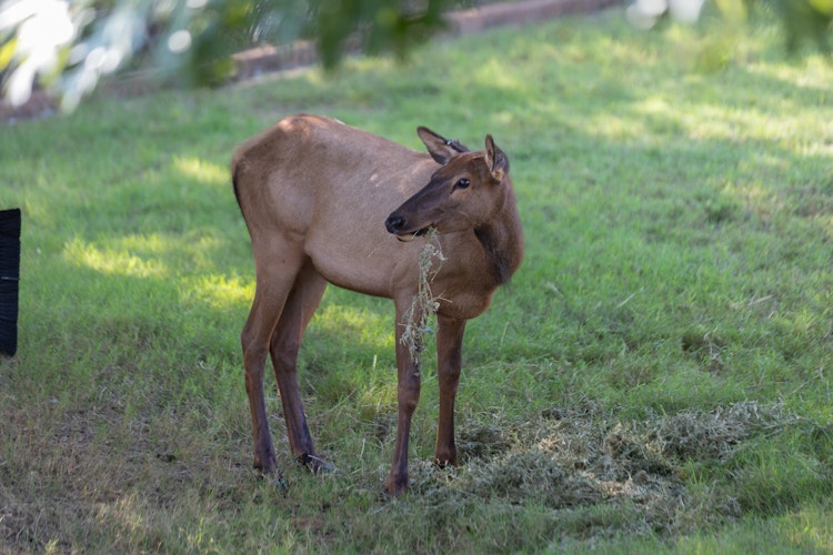 Photo of Elk