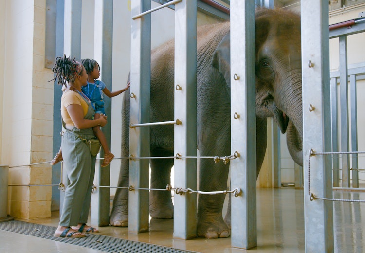 Photo of Wild Encounters: Asian Elephant