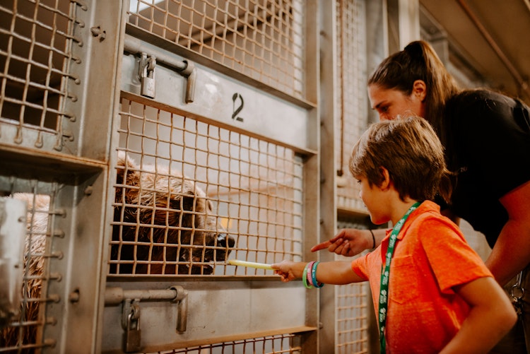 Photo of Wild Encounters: Bears