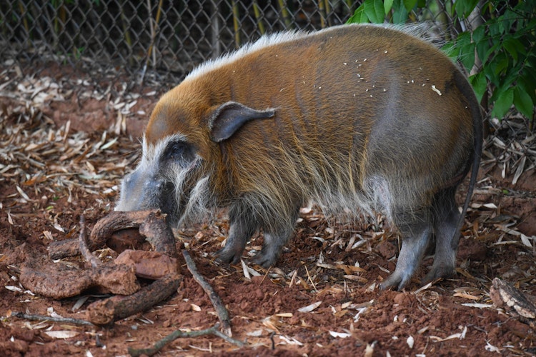 Photo of Wild Encounters: Red River Hogs