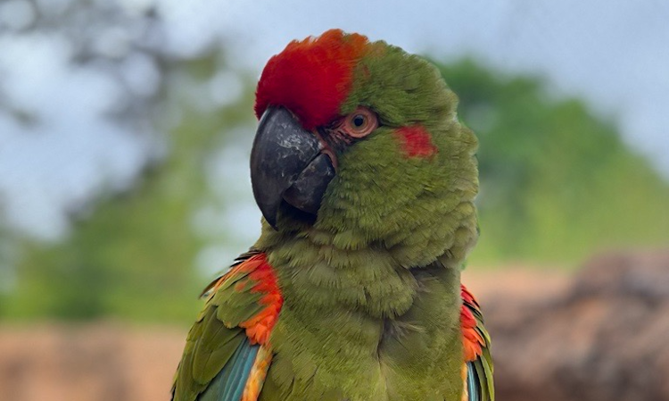 Photo of Red-Fronted Macaw
