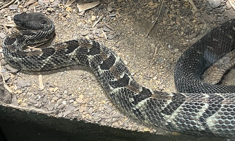 Photo of Timber Rattlesnake
