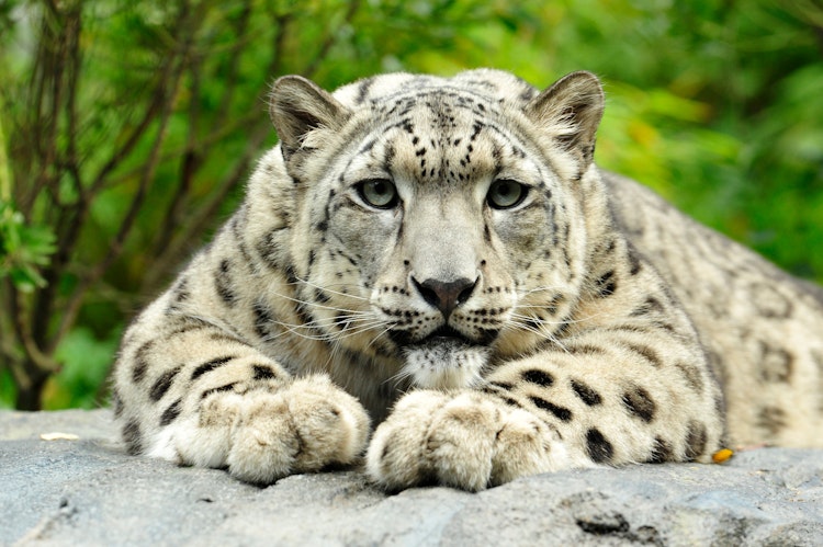 Photo of Allison Maher Stern Snow Leopard Exhibit
