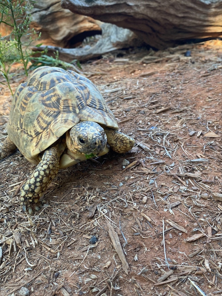 Photo of Indian Star Tortoise