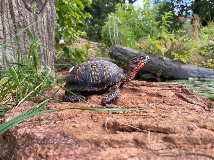 Photo of Eastern Box Turtle