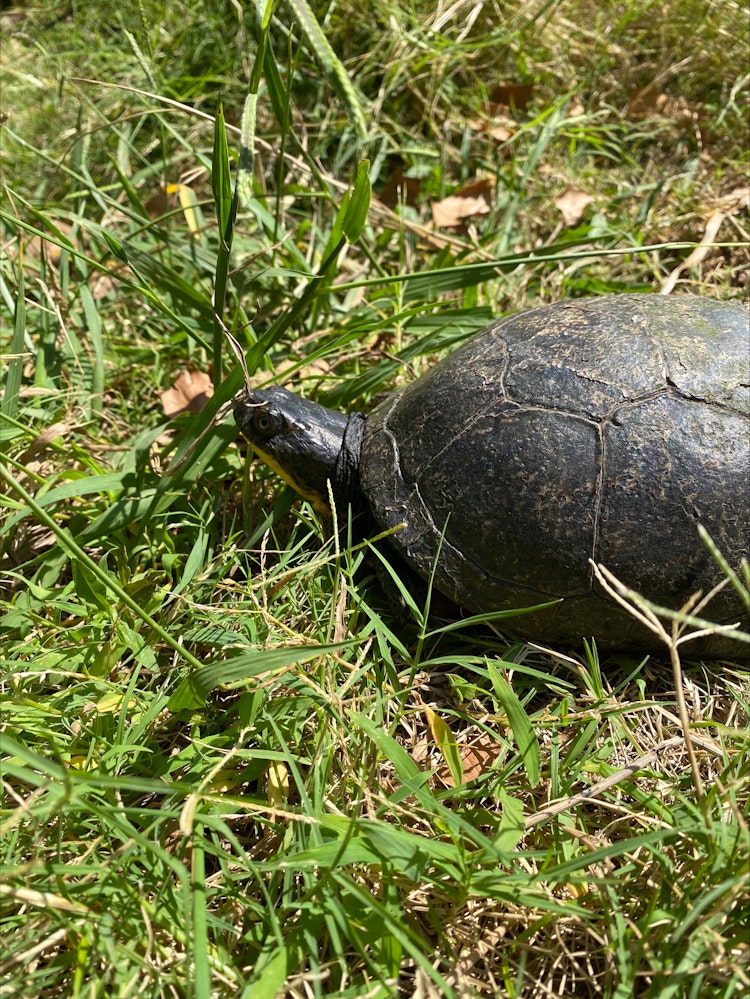 Photo of Blanding's Turtle