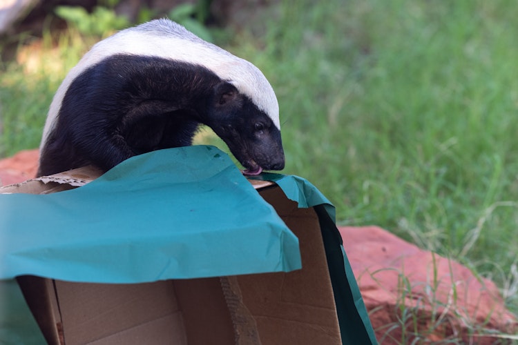 Photo of Honey Badger Enrichment