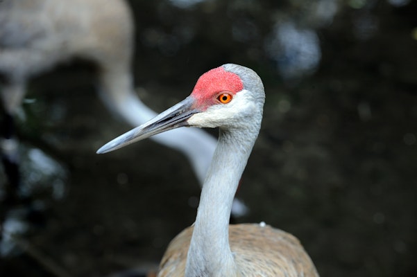 Photo of Waterfowl Marsh