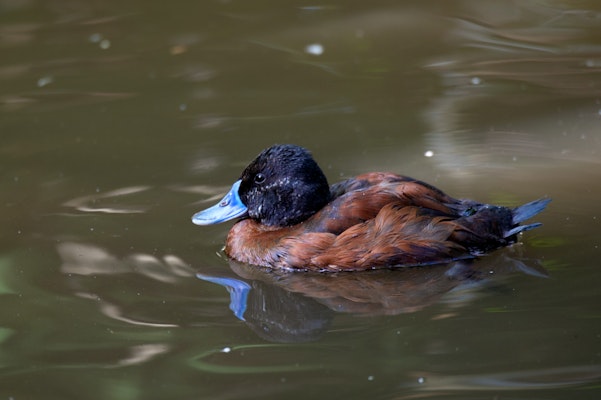 Photo of Argentine Ruddy Duck