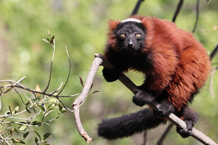 Photo of Red Ruffed Lemur