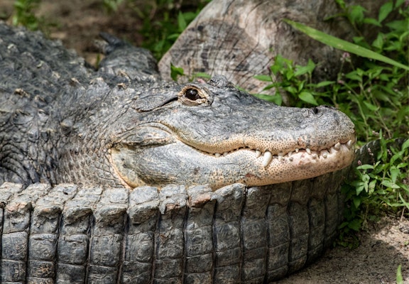 Photo of American Alligator