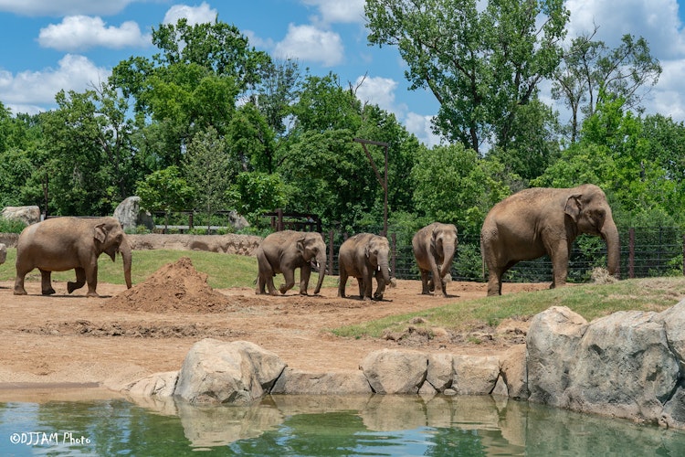 Photo of Elephant Trek