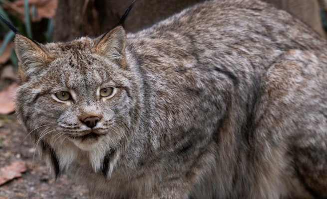 Photo of Canadian Lynx