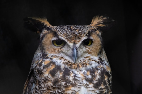 Photo of Great Horned Owl