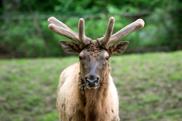 Photo of Roosevelt Elk