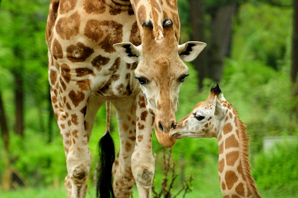 Photo of Carter Giraffe Building