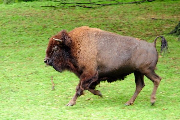 Photo of American Bison