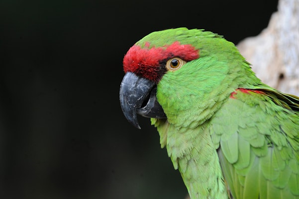 Photo of Thick-billed Parrot