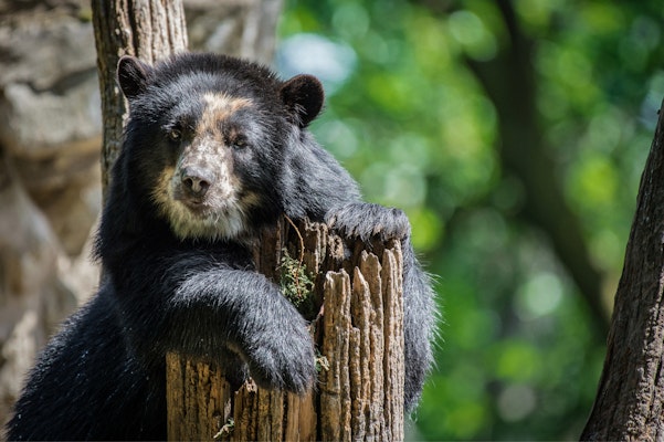 Photo of Andean Bear